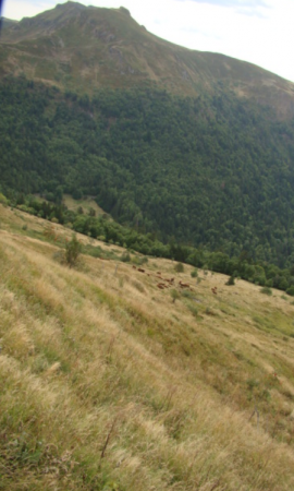 Mont du Cantal.